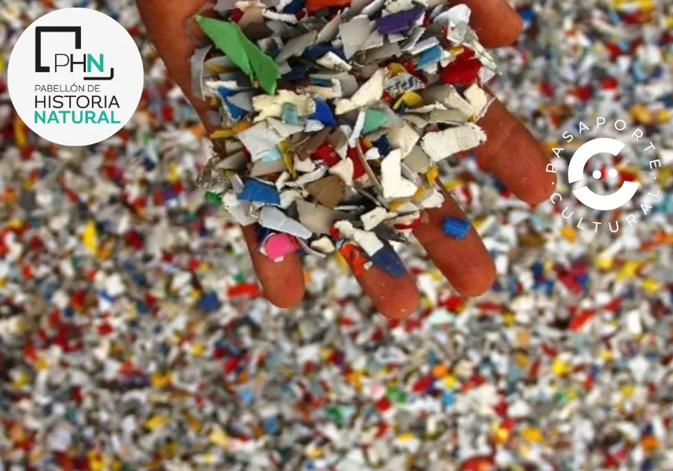 Plastics in the Marine Food Chain