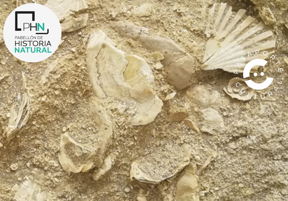Imagen de la noticia: La UAL repasa cómo ha cambiado la costa de Almería desde el Paleozoico