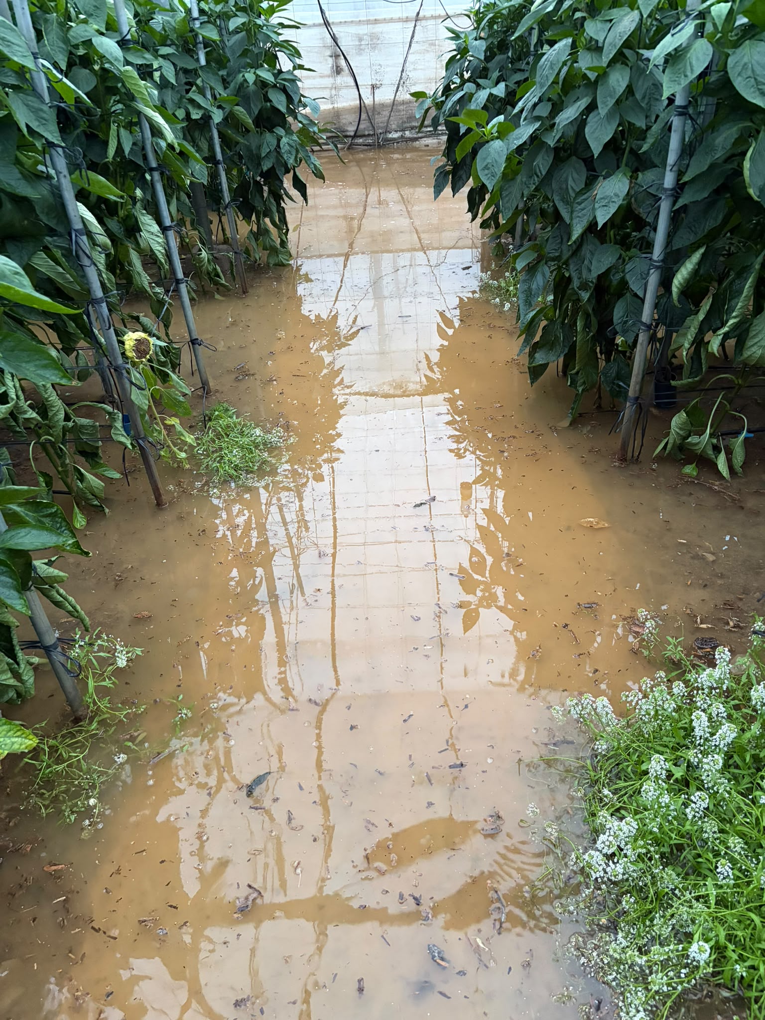 Image for the story: COAG estimates the damage from DANA Adam at 130 hectares and calls for direct aid for the Poniente