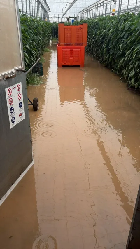 Image for the story: COAG estimates the damage from DANA Adam at 130 hectares and calls for direct aid for the Poniente