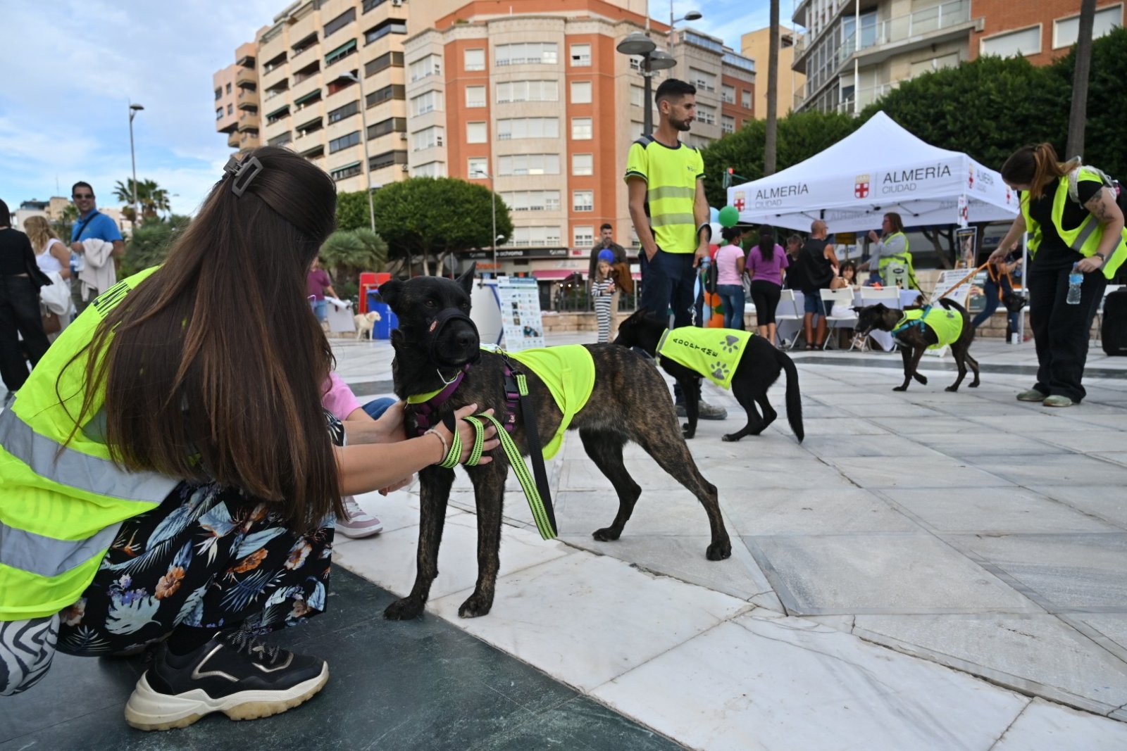 Imagen de la noticia: AlmAnimal reúne en la Rambla a más de 200 animales que buscan familia