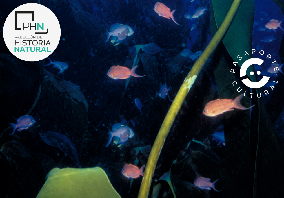 Peces pequeños anaranjados y azulados nadan en agua oscura entre largas hojas verdes, con dos logotipos circulares superpuestos.