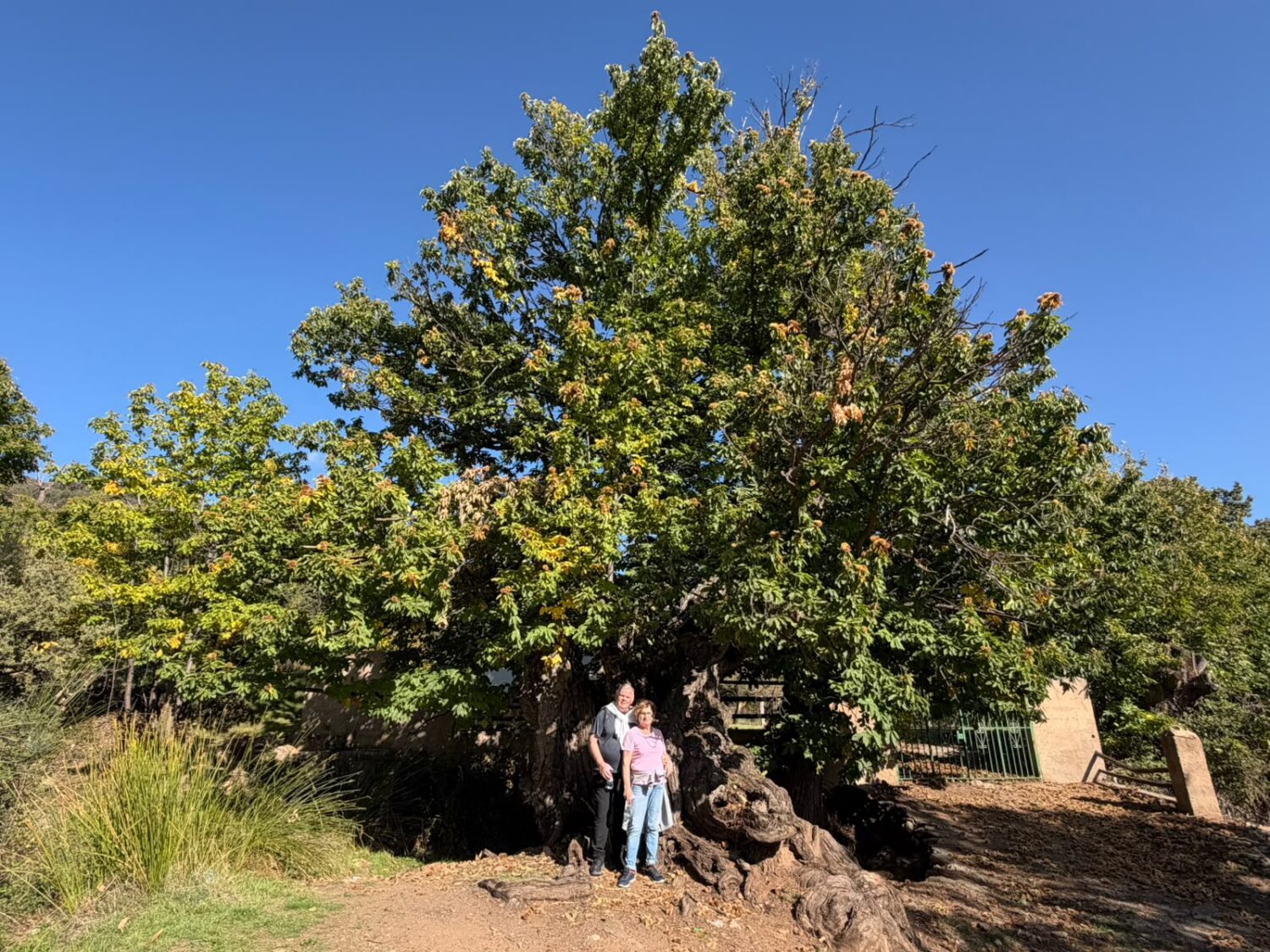 Dos personas de pie junto al tronco de un gran árbol frondoso, bajo un cielo azul despejado.